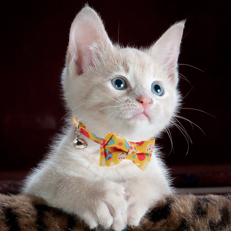 🐾 طوق قط مزين بعقدة قوس صفراء مع قابلية التعديل - Image 4