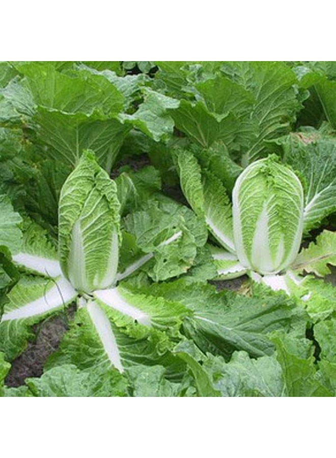 Chinese Cabbage Green Desi Vegetable Seeds