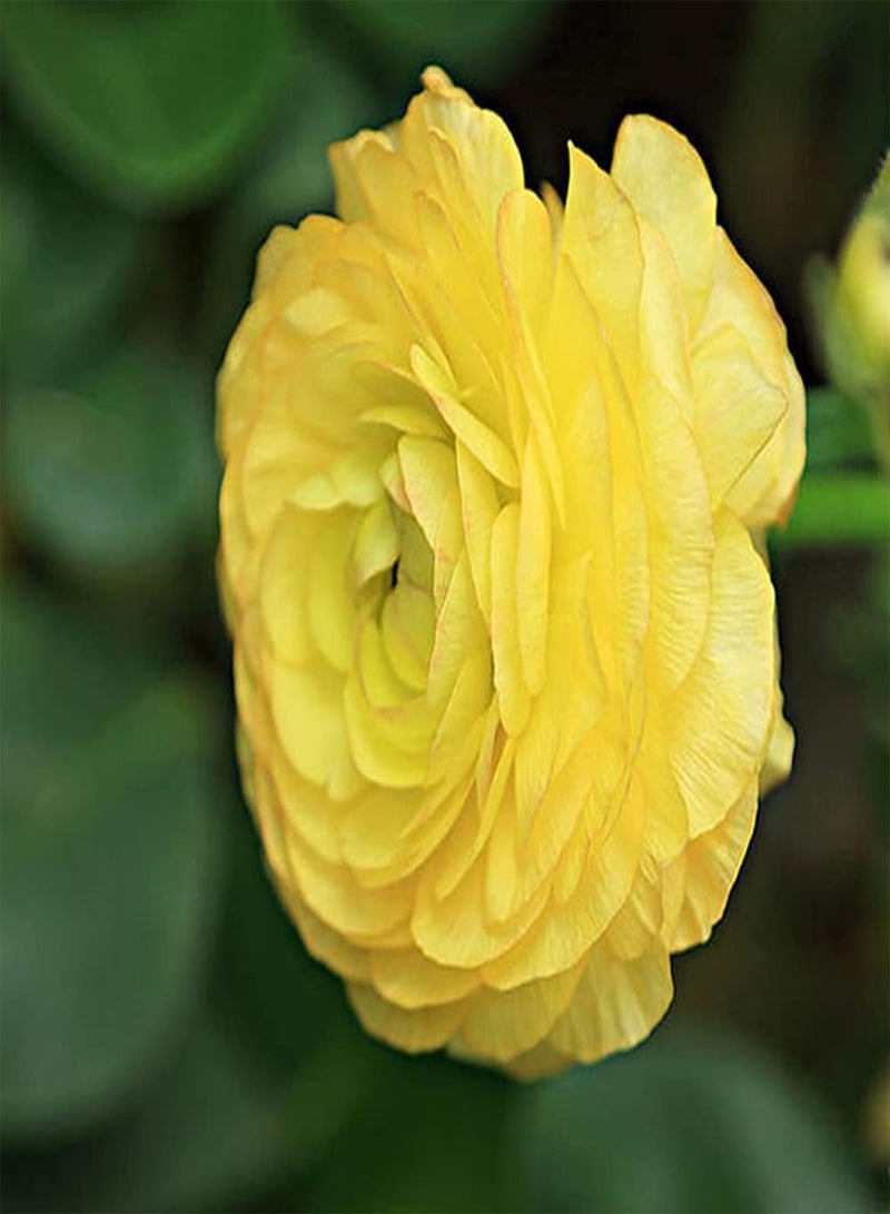 GGOOT 12pcs Yellow Red Pink Three Colors Mixed Ranunculus seeds Charming Buttercup Blooming in Spring Planted in Outdoor Courtyard Bring You Perfect Viewing Experience - Image 2