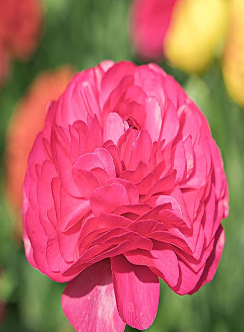 GGOOT 12pcs Yellow Red Pink Three Colors Mixed Ranunculus seeds Charming Buttercup Blooming in Spring Planted in Outdoor Courtyard Bring You Perfect Viewing Experience - Image 4