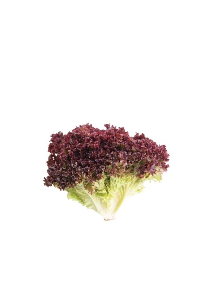 Red Batavia Lettuce Seeds, Wrinkled, Rich in Vitamins and Minerals, 1000 Seeds - Image 2