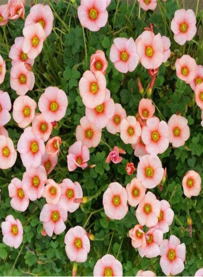 GGOOT 10pcs Roze Oxalis Bollen Opvallende Vaste Plant Sterke Wortelstok Knollen Groeien Snelle Vorm Unieke Binnenplaats Binnen Buiten Heldere Kleuren Gemakkelijk te Planten - Image 2
