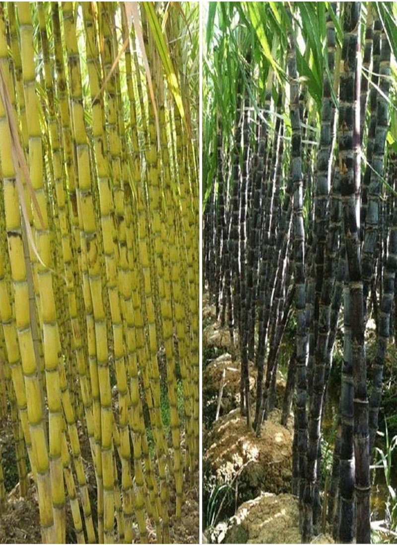 GGOOT - 50Pcs Sugarcane Seeds Delicious Juicy Fruit Plant Home Garden Yard Farm Decor - 50pcs Green Sugarcane Seeds - Flower Seeds Vegetable Seeds Fruit Seeds Garden Plant Seeds - Image 1