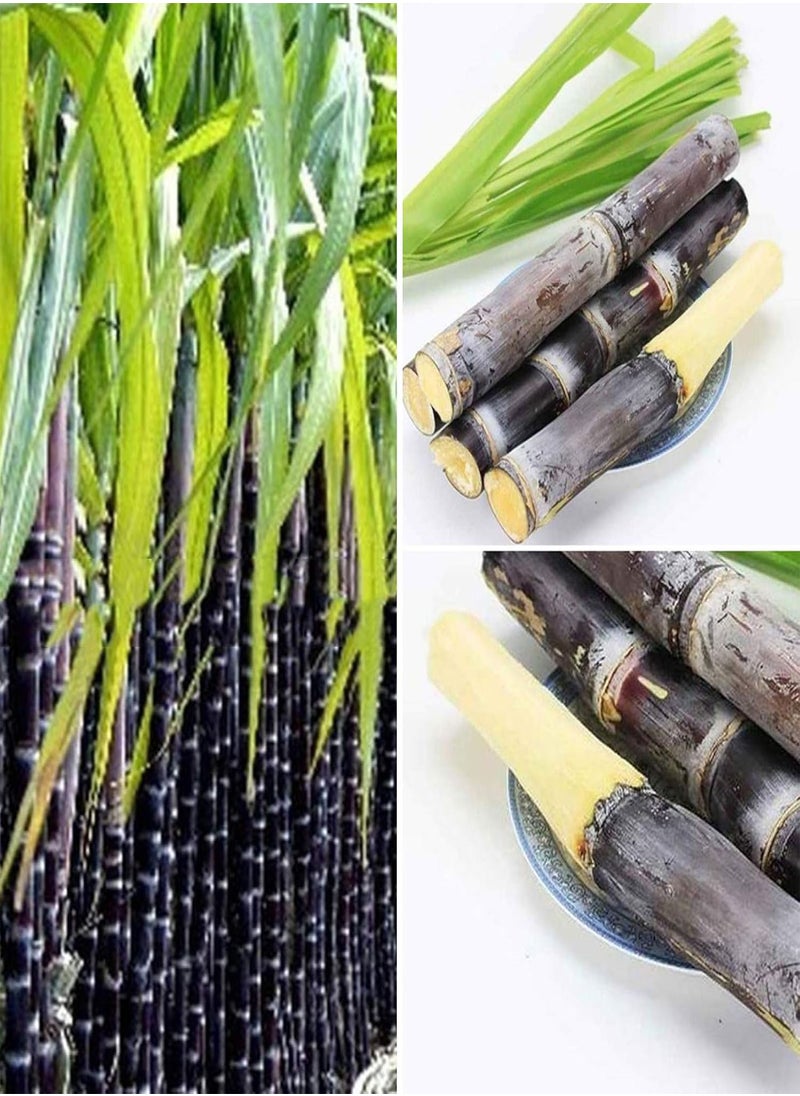 GGOOT - 50Pcs Sugarcane Seeds Delicious Juicy Fruit Plant Home Garden Yard Farm Decor - 50pcs Green Sugarcane Seeds - Flower Seeds Vegetable Seeds Fruit Seeds Garden Plant Seeds - Image 1