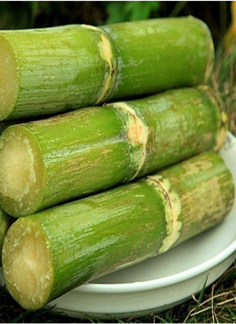 GGOOT - 50Pcs Sugarcane Seeds Delicious Juicy Fruit Plant Home Garden Yard Farm Decor - 50pcs Green Sugarcane Seeds - Flower Seeds Vegetable Seeds Fruit Seeds Garden Plant Seeds - Image 1