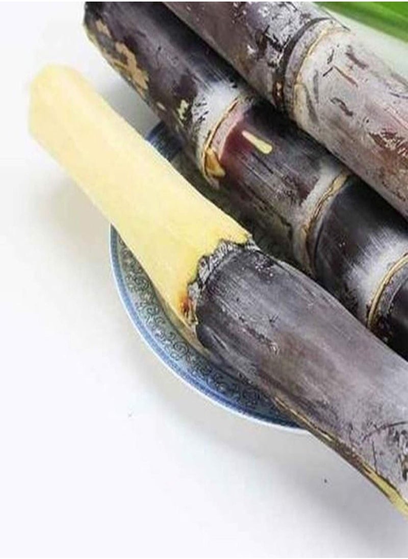 GGOOT - 50Pcs Sugarcane Seeds Delicious Juicy Fruit Plant Home Garden Yard Farm Decor - 50pcs Green Sugarcane Seeds - Flower Seeds Vegetable Seeds Fruit Seeds Garden Plant Seeds - Image 1