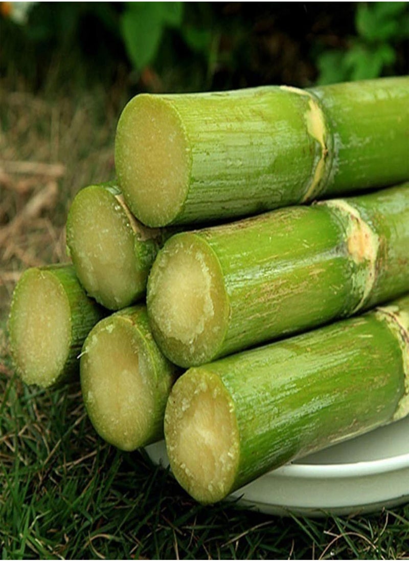GGOOT - 50Pcs Sugarcane Seeds Delicious Juicy Fruit Plant Home Garden Yard Farm Decor - 50pcs Green Sugarcane Seeds - Flower Seeds Vegetable Seeds Fruit Seeds Garden Plant Seeds - Image 1