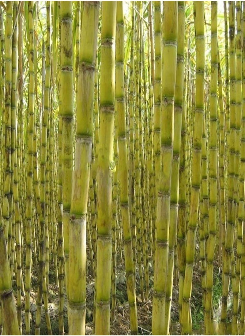 GGOOT - 50Pcs Sugarcane Seeds Delicious Juicy Fruit Plant Home Garden Yard Farm Decor - 50pcs Green Sugarcane Seeds - Flower Seeds Vegetable Seeds Fruit Seeds Garden Plant Seeds - Image 1