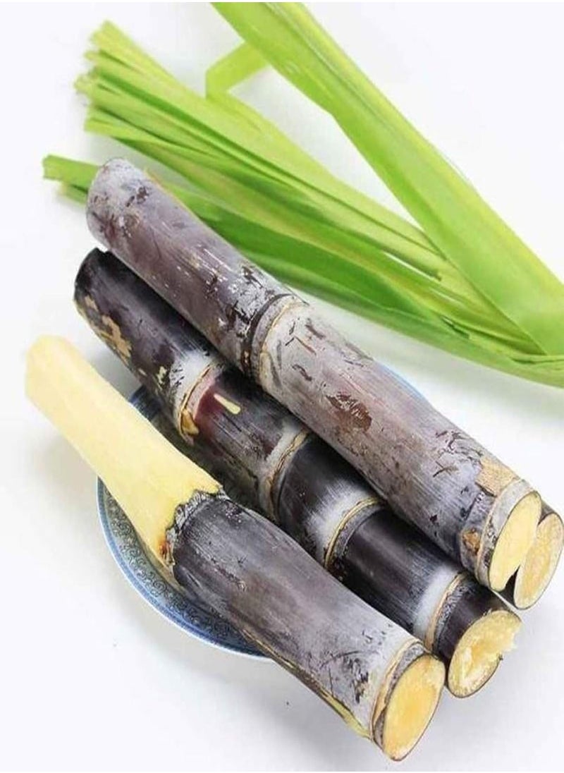GGOOT - 50Pcs Sugarcane Seeds Delicious Juicy Fruit Plant Home Garden Yard Farm Decor - 50pcs Green Sugarcane Seeds - Flower Seeds Vegetable Seeds Fruit Seeds Garden Plant Seeds - Image 1