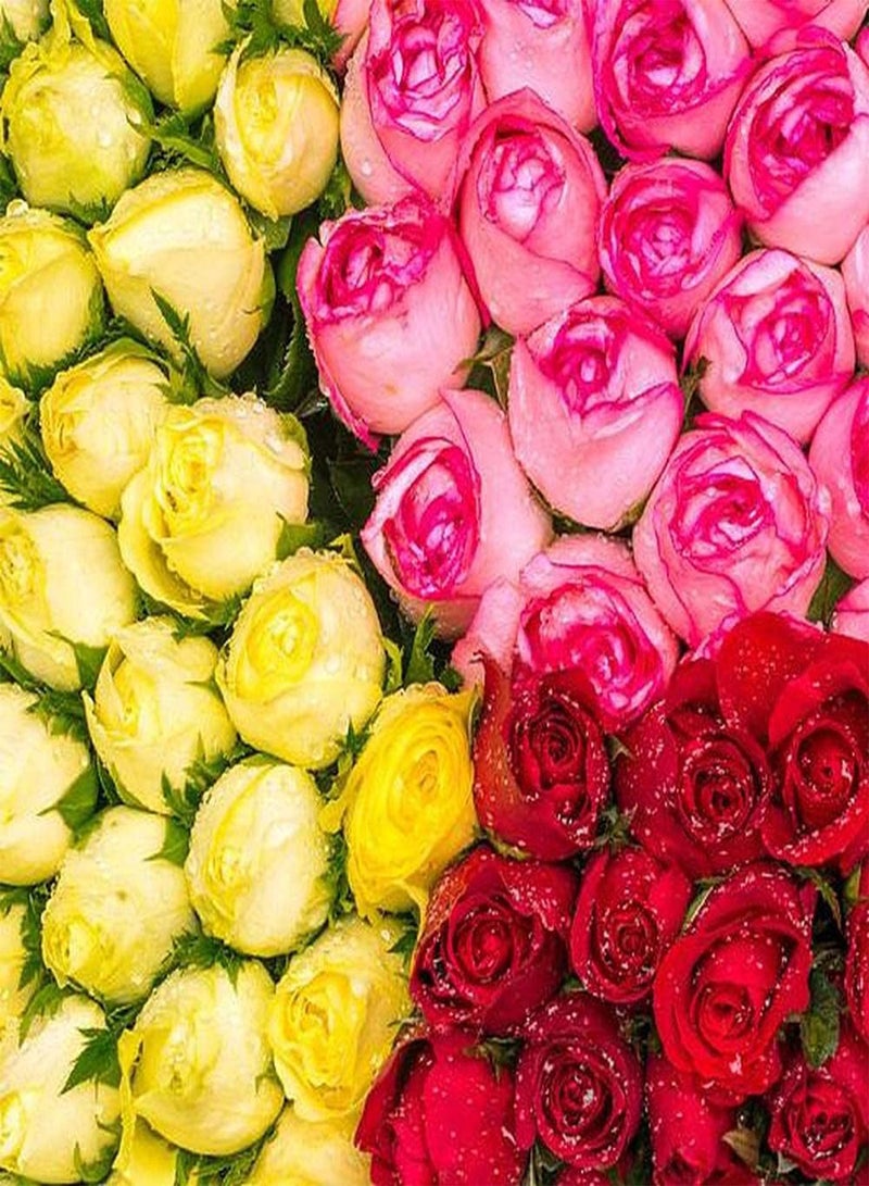 GGOOT 100pcs Mix Rose Seeds for Gardening Landscape Planting Easy to Maintain Suitable for Anyone Who Wants to Plant Add Color to Your Garden - Image 2