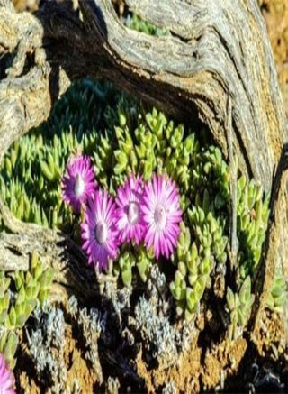 Antimima pygmaea Rare Living Stones Rock mesembs Pebble Succulent Seed 100 Seeds - pzsku/Z93DBBFD5978816CD1DDDZ/45/1743071277/14f969c1-09fa-410a-9094-6b0d2733d95a