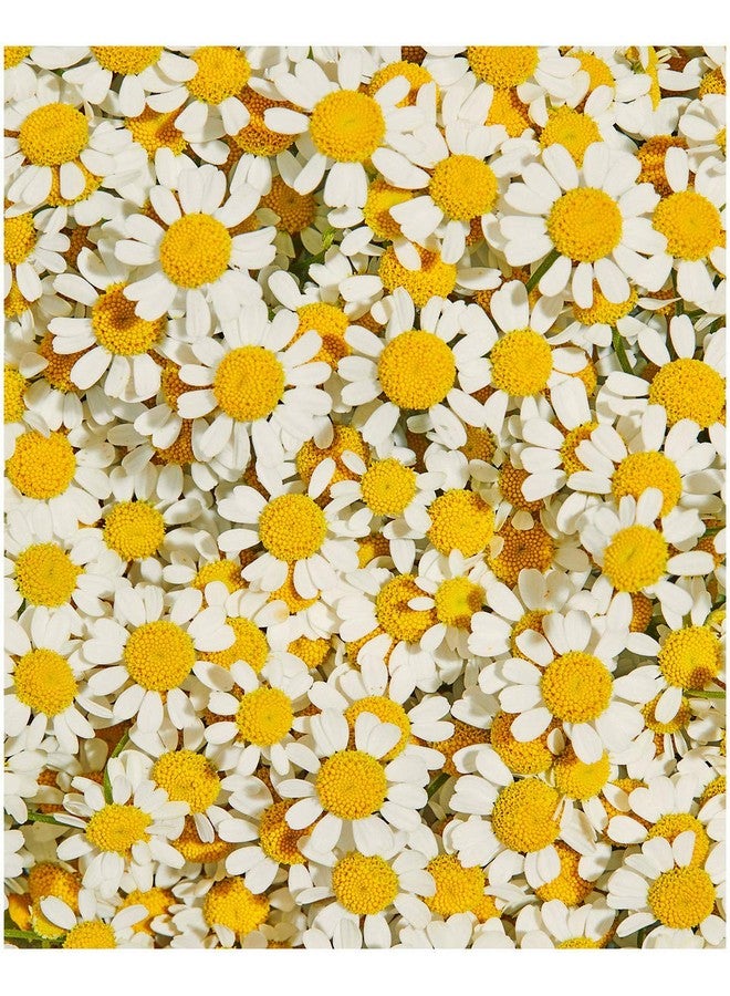 نيفيا كريم النهار الحساس بالبابونج العضوي الطبيعي 50 مل - Image 5