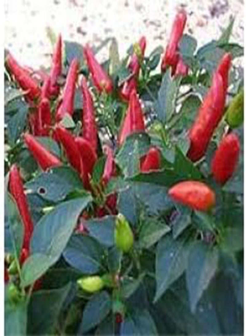 GGOOT 25pcs Red Missile Pepper vegitable Seeds - Image 3