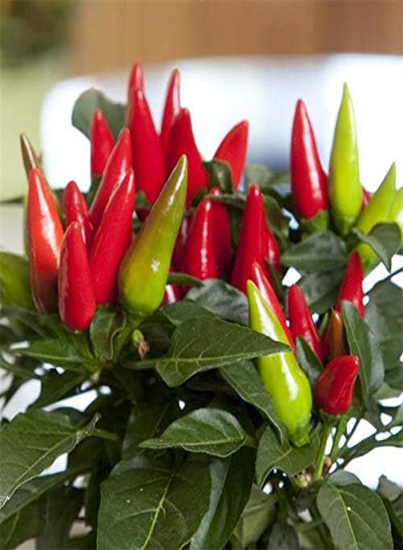GGOOT 25pcs Red Missile Pepper vegitable Seeds - Image 2