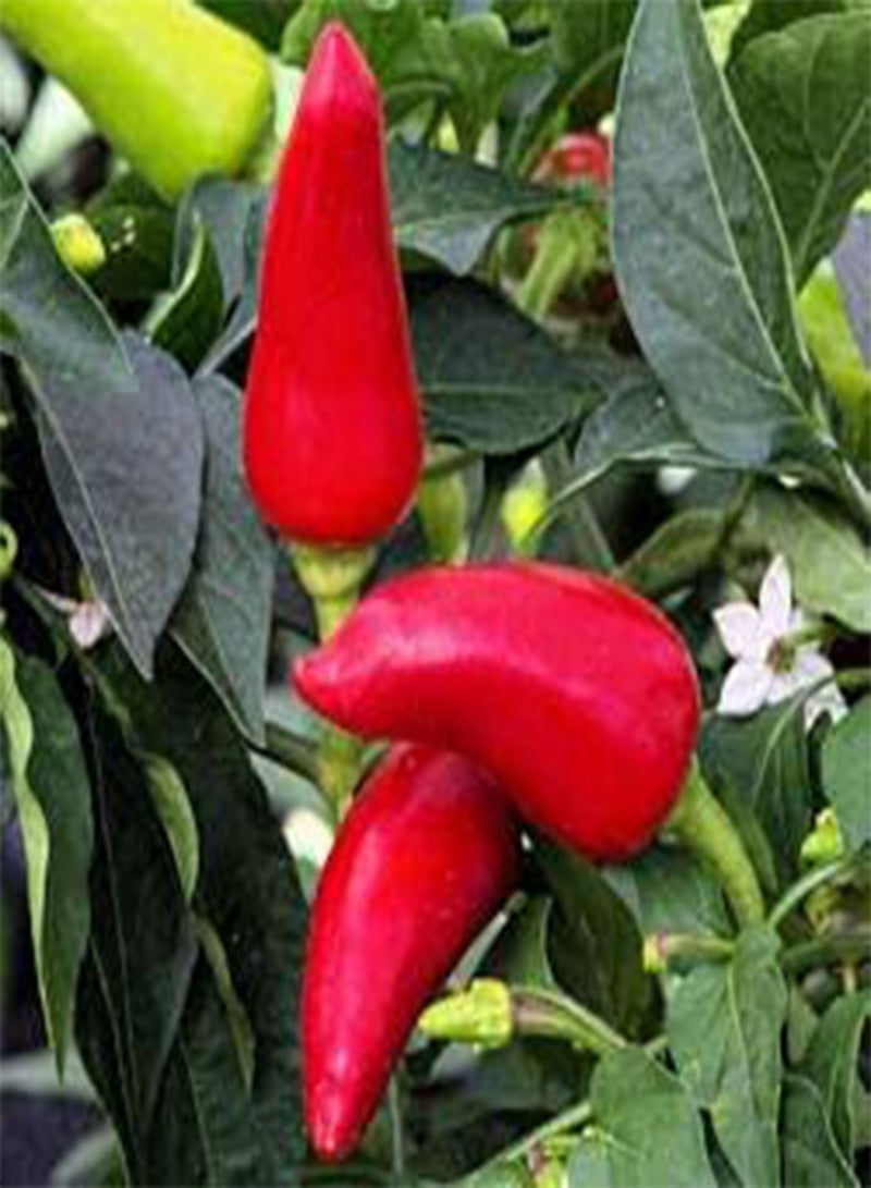 GGOOT 25pcs Red Missile Pepper vegitable Seeds - Image 1