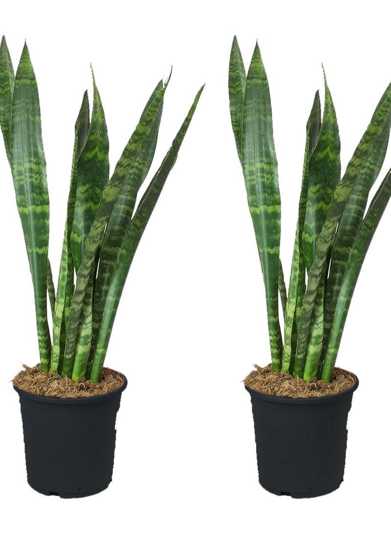 Sansevieria plant quantity 2