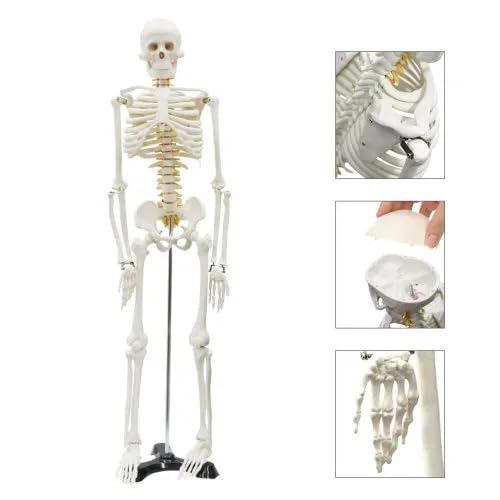 ISKO | Mini Human Skeleton | PVC Unbreakable | with Heavy Duty MS Stand | 1 Pc. - Image 2