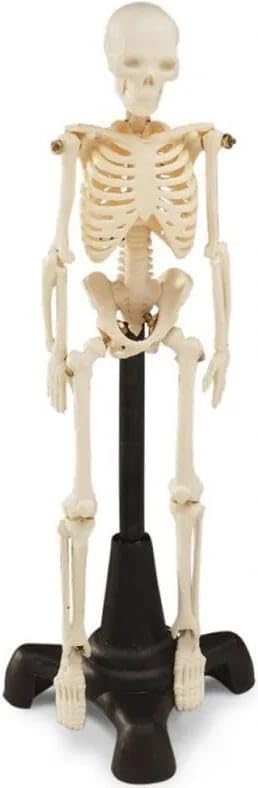 ISKO | Mini Human Skeleton | PVC Unbreakable | with Heavy Duty MS Stand | 1 Pc. - Image 5