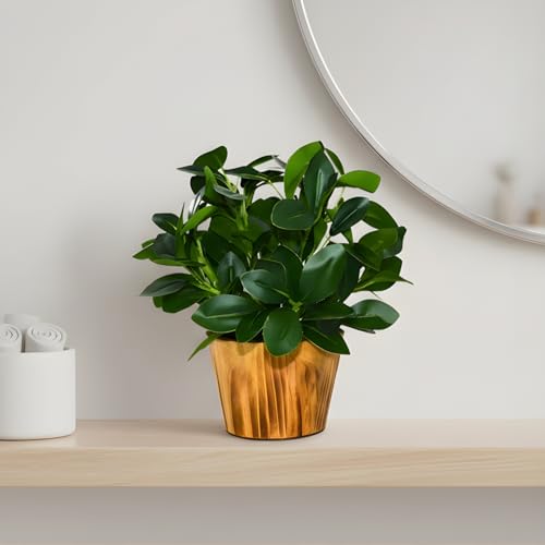 fancymart Artificial Plant Leaves in Wooden Pot Perfect Potted Decoration for Home Living Room & Office Spaces Décor Height - 26cm - Image 3