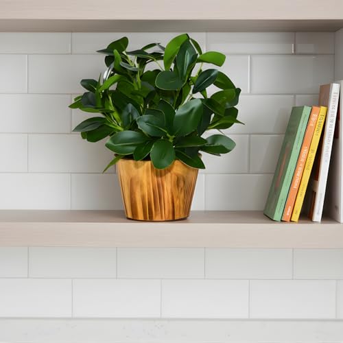 fancymart Artificial Plant Leaves in Wooden Pot Perfect Potted Decoration for Home Living Room & Office Spaces Décor Height - 26cm - Image 2