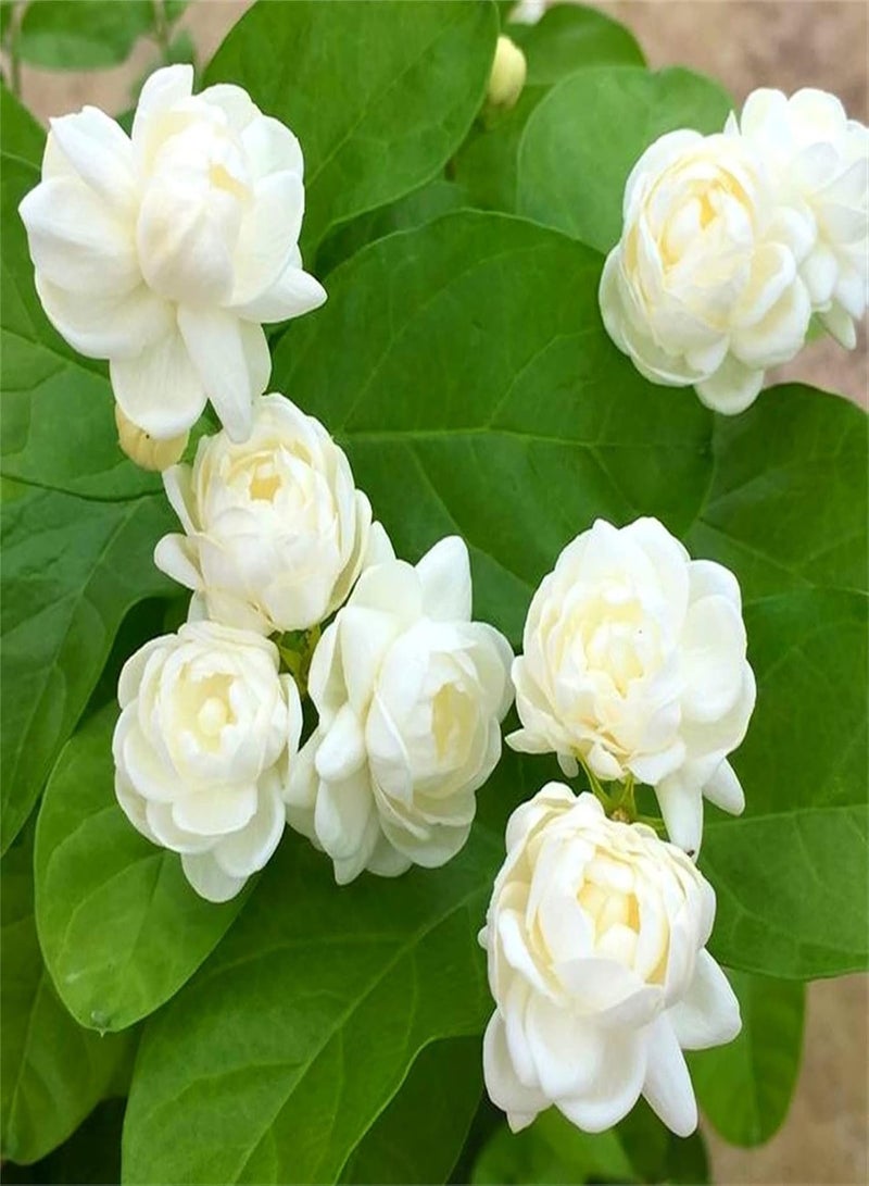 GGOOT Vigorous Upright Elegant Jasmine Seeds Charming Fragrance Live Seeds Fresh Oriental Flower Seeds Family Perennial Decorative Plants-100 pcs - Image 1