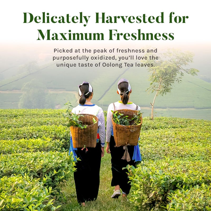 Uncle Lee's Tea Uncle Lee’s Premium Oolong Tea, Caffeinated, 100 Count - Antioxidant-Rich Slightly Oxidized Green Tea Leaves, Individually Wrapped Bags, 5.64 Oz Ea - Image 5