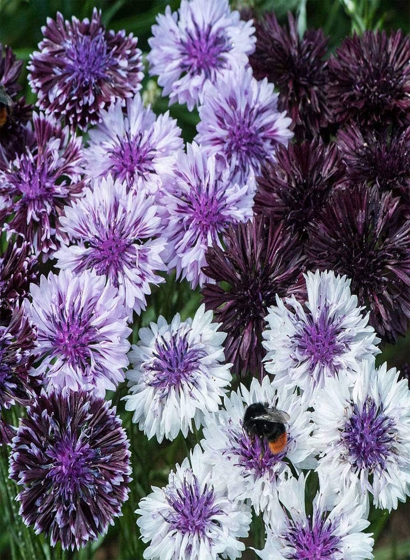 100 بذور Centaurea Cyanus Classic Magic - زهرة الذرة - 100 بذرة