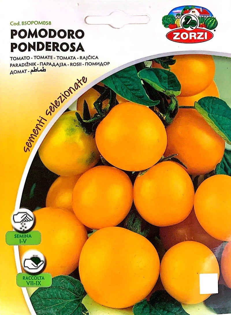 ZORZI Yellow Tomato Seeds - Image 1