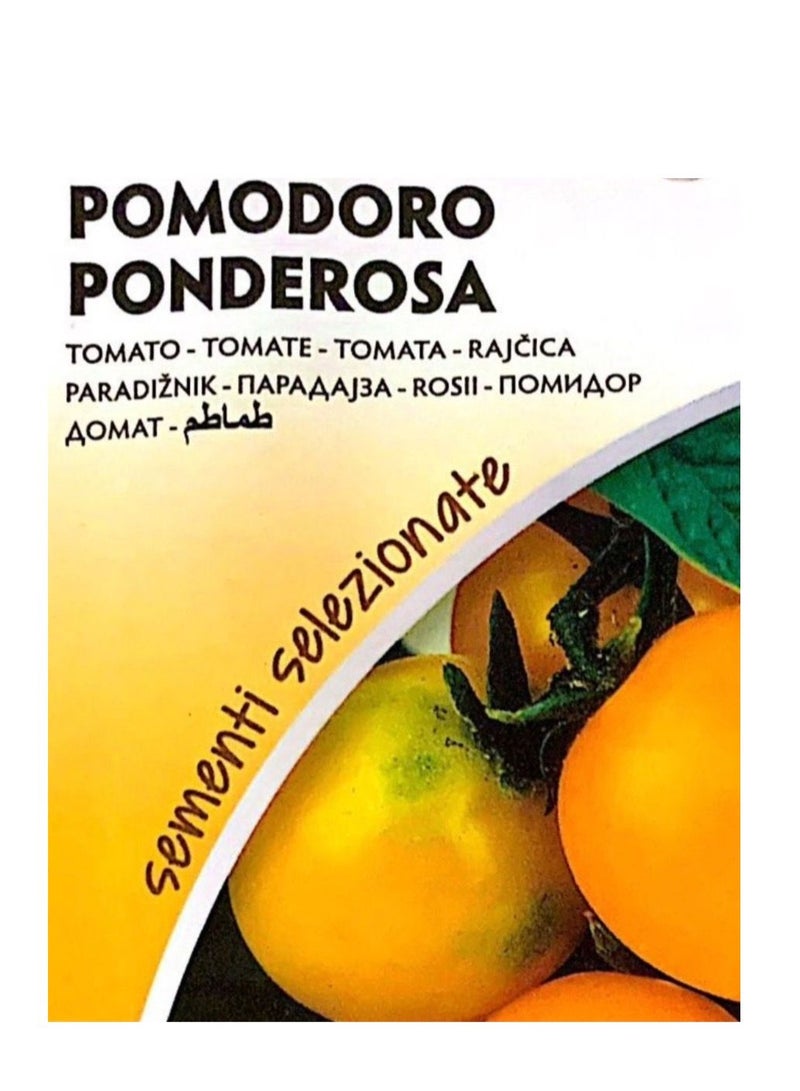 ZORZI Yellow Tomato Seeds - Image 2