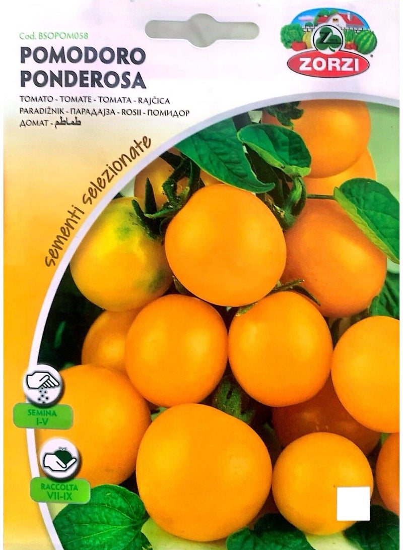 ZORZI Yellow Tomato Seeds - Image 3