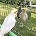Litewoo Bird Mirror Toy with Bell Swing Hanging Ringer Leather Mirror Toy Parrot Cage Accessories Decoration for Small and Medium Parakeet Cockatiel Finch Lovebird Conure Budgie Cockatoo African Grey E - Image 2