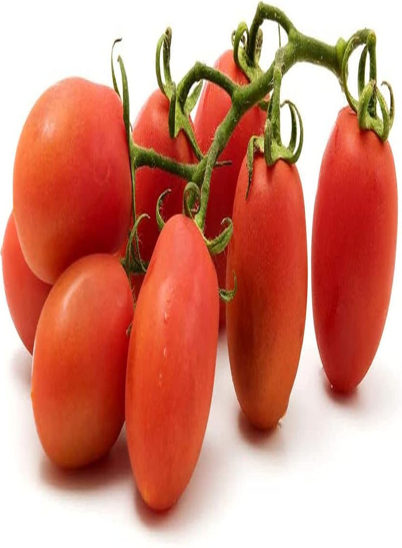 جي جوت 100 قطعة من بذور الطماطم زراعة الاهتمام خلق بيئة جميلة DIY فن الديكور الخضروات الطبيعية متوفرة دائما في المنزل - Image 3