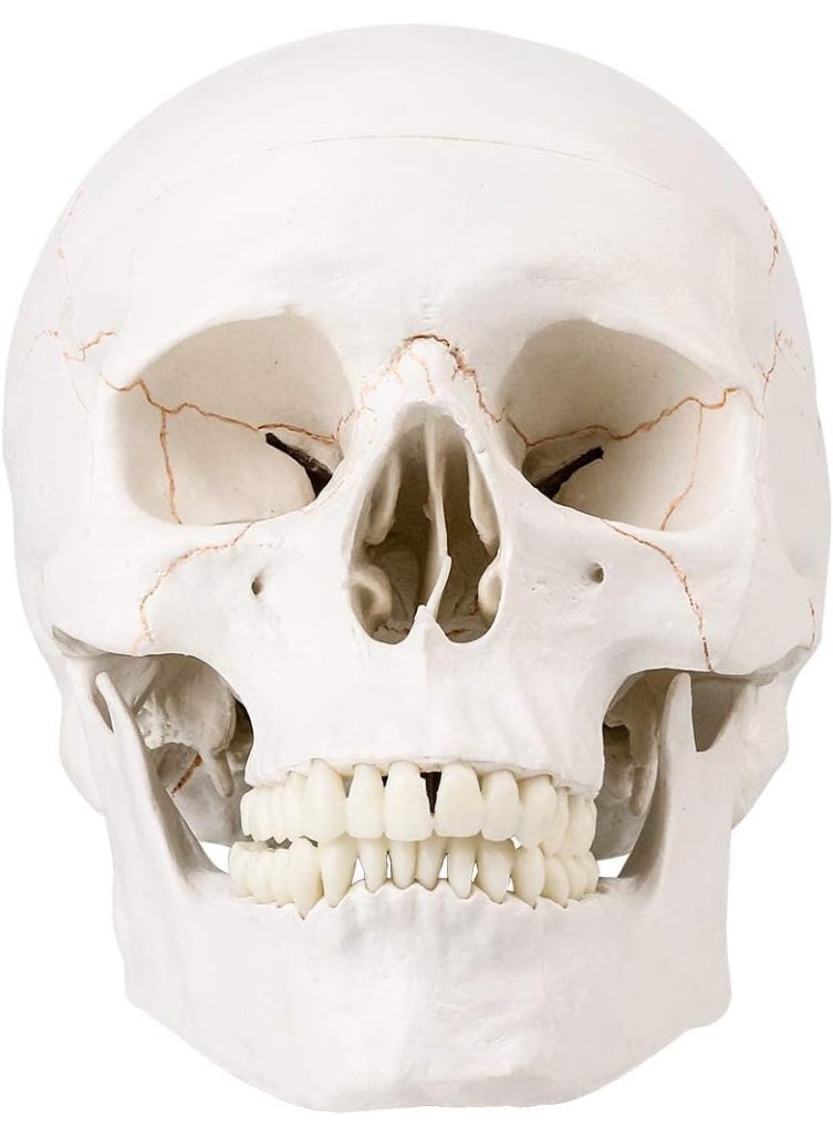 Generic Medical Skull Model, Life Size, Anatomical Skull Model with Removable Skull Cap and Removable Lower Jaw and Skull Cap for Anatomy Teaching & Learning - Image 4