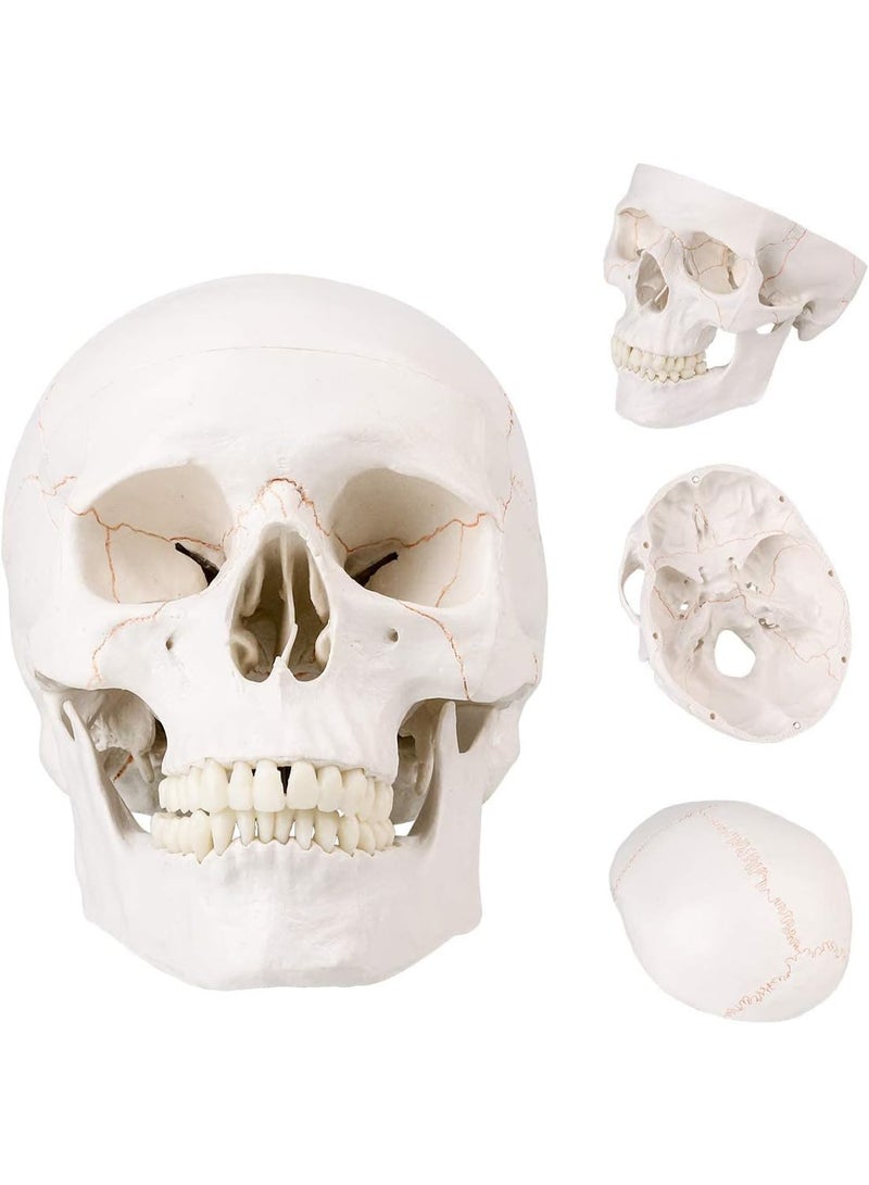 Generic Medical Skull Model, Life Size, Anatomical Skull Model with Removable Skull Cap and Removable Lower Jaw and Skull Cap for Anatomy Teaching & Learning - Image 2