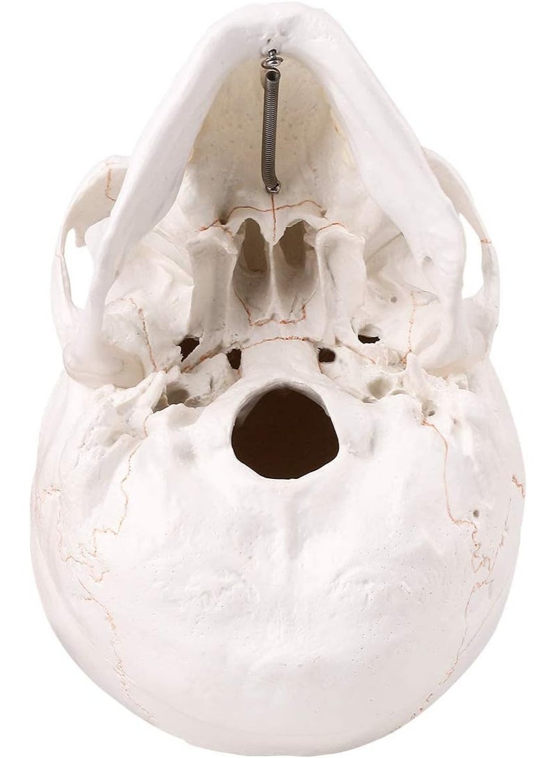 Generic Medical Skull Model, Life Size, Anatomical Skull Model with Removable Skull Cap and Removable Lower Jaw and Skull Cap for Anatomy Teaching & Learning - Image 5