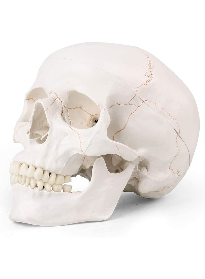 Generic Medical Skull Model, Life Size, Anatomical Skull Model with Removable Skull Cap and Removable Lower Jaw and Skull Cap for Anatomy Teaching & Learning - Image 1