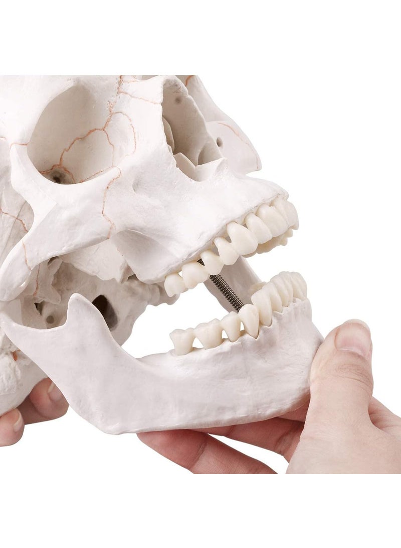Generic Medical Skull Model, Life Size, Anatomical Skull Model with Removable Skull Cap and Removable Lower Jaw and Skull Cap for Anatomy Teaching & Learning - Image 3