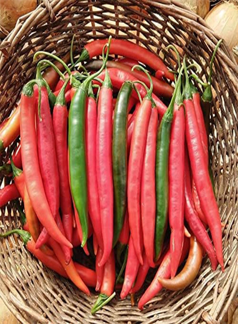 جي جوت البذور الساخنة (CHK) (PRIK CHI FAA التايلاندية، 100 بذرة)