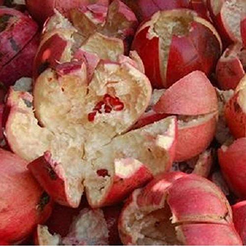 VS Products Pomegranate Peel Powder 150g Madhulai Anardana Powder For Face Skin Hair Anar Chilka Powder 150g pack of 1 x 100g Pack of 1 X 50g - Image 4