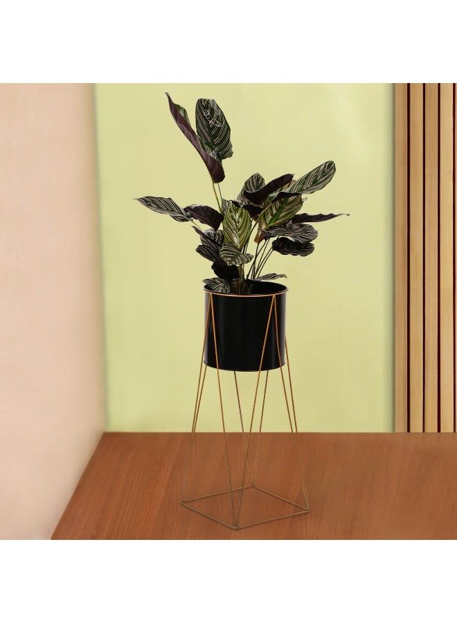 Ferns N Petals Calathea Stripped Leaf Plant 