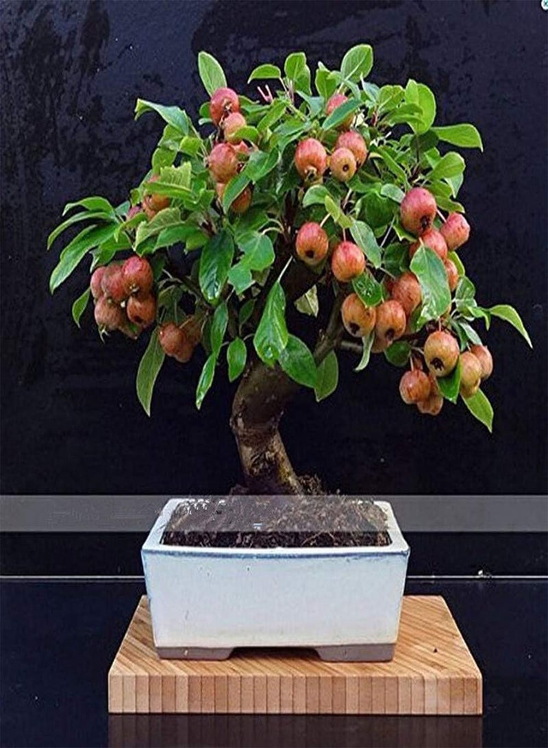 GGOOT 20 PCS Mini Apple Fruit Bonsai Seeds, Bonsai Mini Apple Tree, Apple Bonsai Fresh Exotic Tree Seeds 