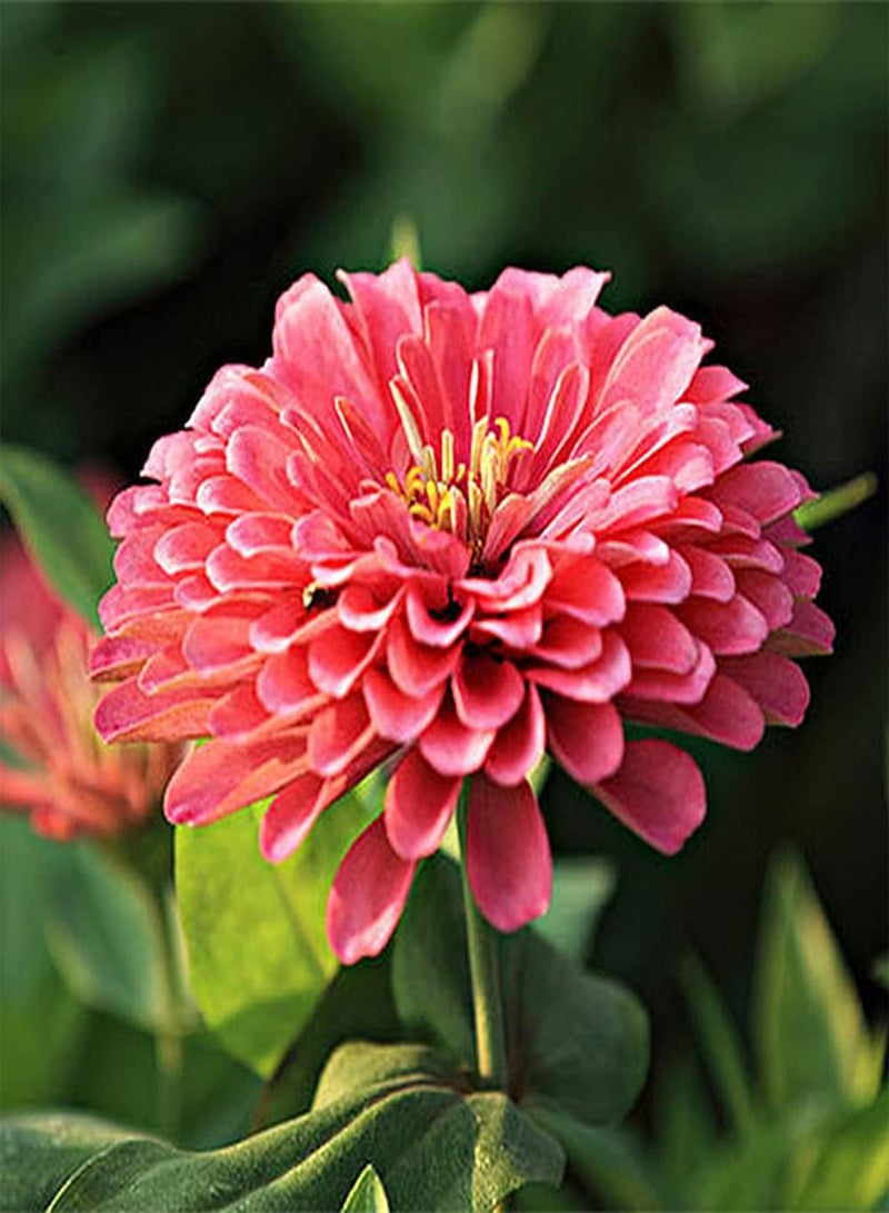 جي جوت 50 قطعة من بذور الزينيا، أزهار جميلة وسخية تزين فناء الحديقة، سهلة الزراعة، منخفضة الصيانة، مناسبة للمبتدئين - Image 1