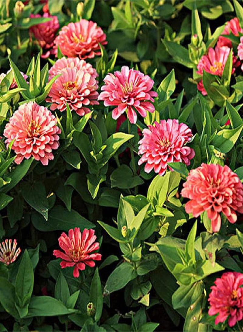 جي جوت 50 قطعة من بذور الزينيا، أزهار جميلة وسخية تزين فناء الحديقة، سهلة الزراعة، منخفضة الصيانة، مناسبة للمبتدئين - Image 2