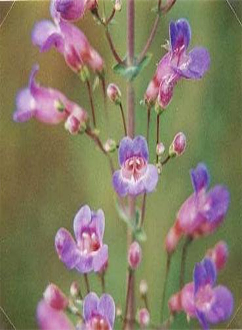 GGOOT Penstemon spectabilis 250 Seeds