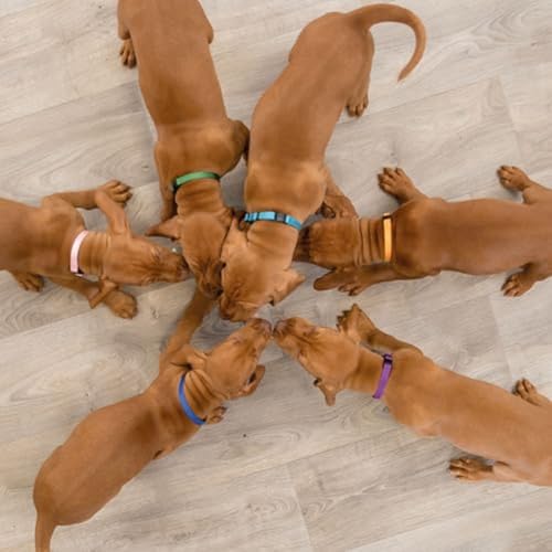 Trixie Set of 6 Puppy Collars Light Colours - Image 4