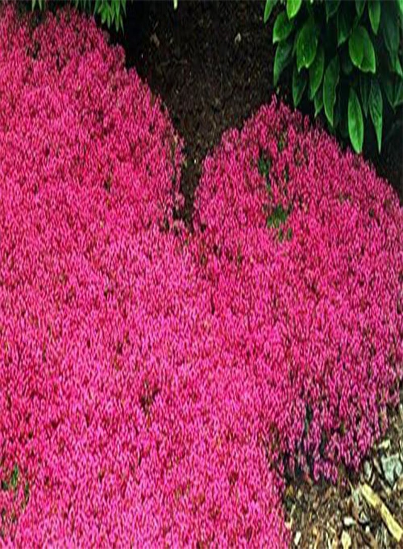 جي جوت 200 بذور زعتر زاحفة، بذور زهور، بذور الجرجير الصخري، بذور غطاء أرضي، نبات دائم الخضرة سهل النمو في الحديقة، أحمر - Image 1