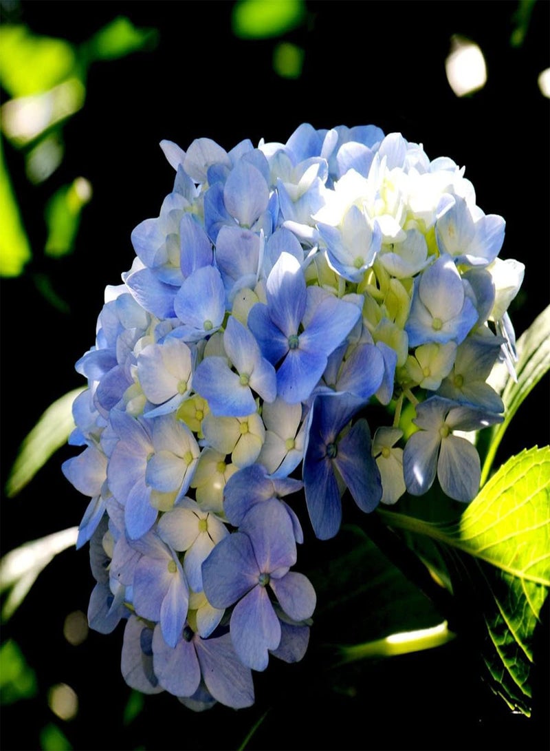 GGOOT 20pcs Bule Hortensia Zaden Geschikt voor het verfraaien Van de tuin Binnenplaats Buitenplanten Sterk aanpassingsvermogen Mooie omgeving - Image 2