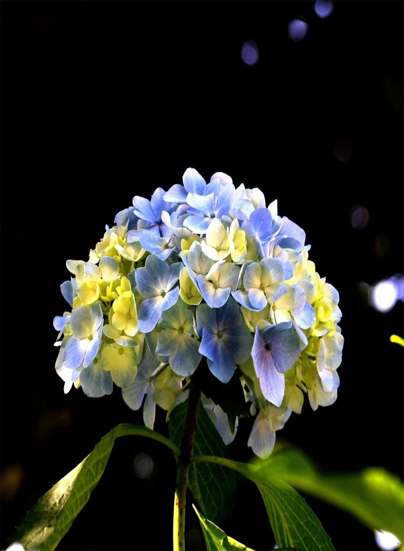 GGOOT 20pcs Bule Hortensia Zaden Geschikt voor het verfraaien Van de tuin Binnenplaats Buitenplanten Sterk aanpassingsvermogen Mooie omgeving - Image 1