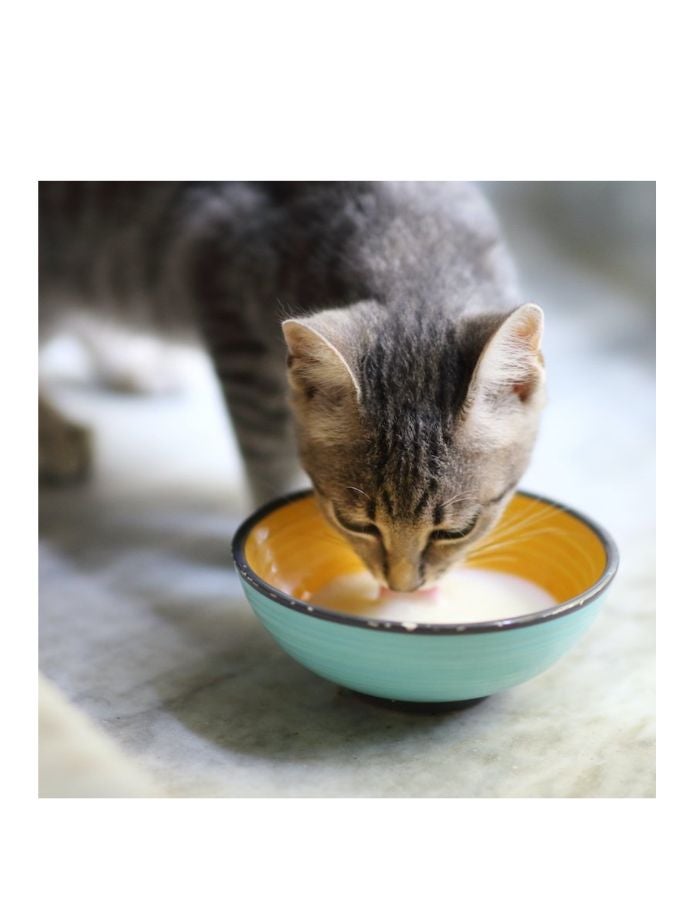Howbone Goat’s Milk Powder for Cats 300g – Nutrient-Rich, Easy-Digest Formula for Feline Health - Image 2