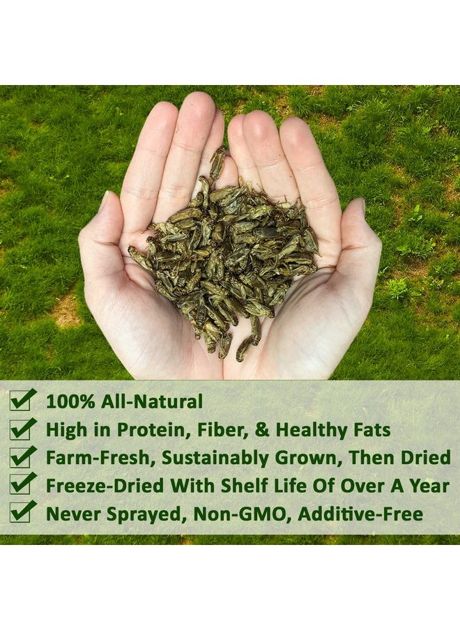 EXOTIC NUTRITION Dried Crickets (2.2 lb.) - High Protein Insect Treat - Chickens, Wild Birds, Hedgehogs, Bluebirds, Reptiles, Sugar Gliders, Opossums, Skunks, Lizards, Bearded Dragons, Fish, Amphibians, Turtles  - Image 2